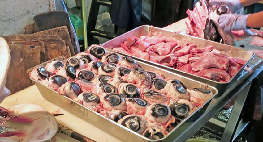 چشم‌های ماهی تن در ژاپن