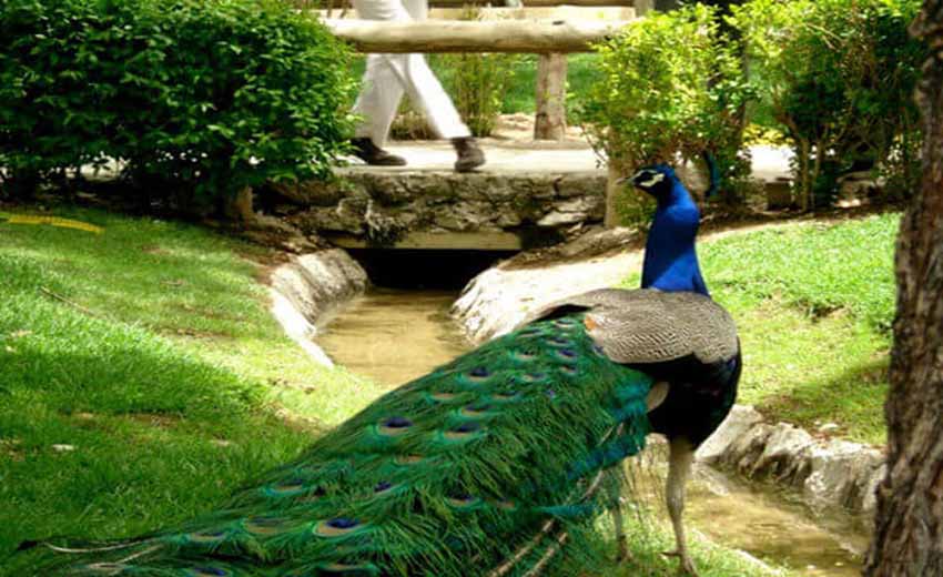 پارک پرندگان مشهد