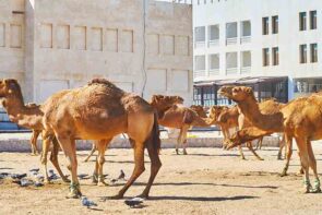 شترها در قطر