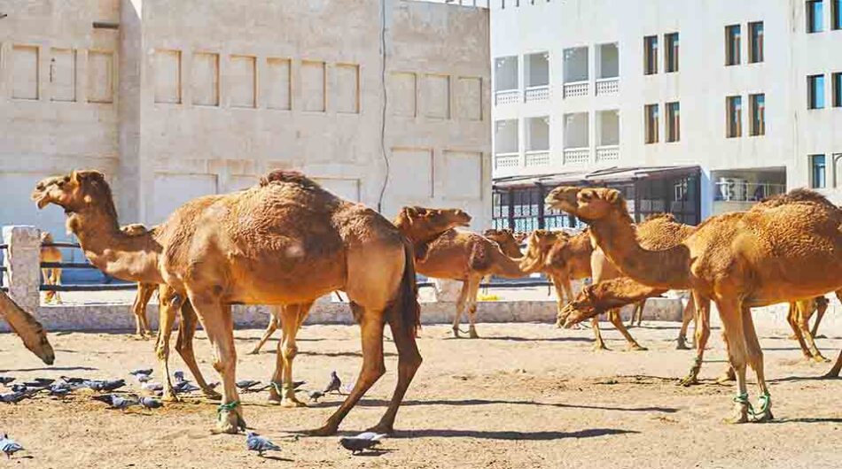 شترها در قطر