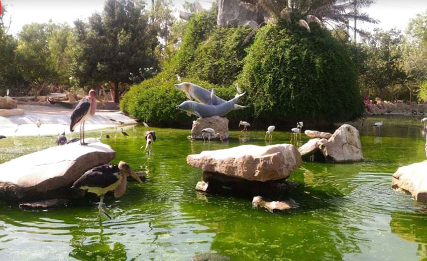 عکسی از باغ پرندگان کیش