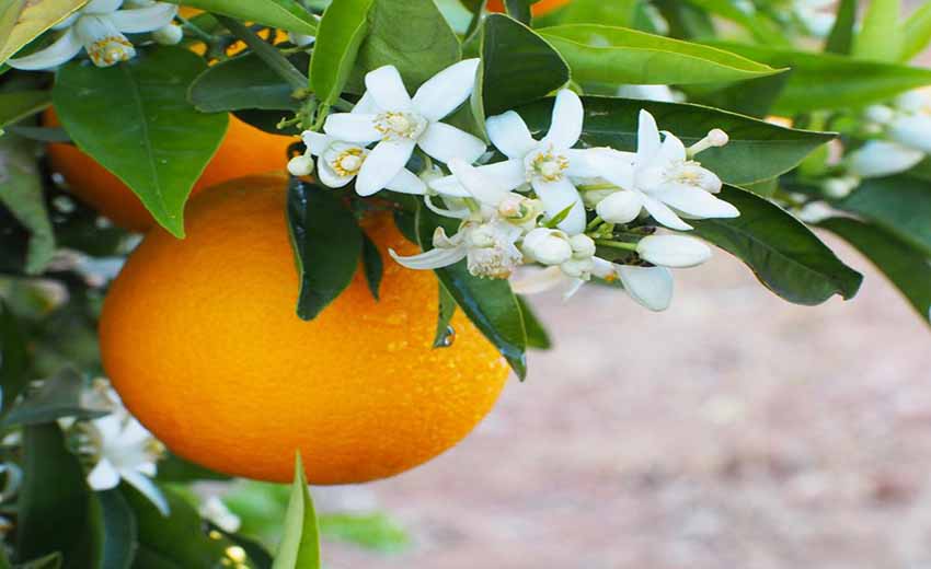 عرق بهار نارنج