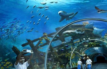 آکواریوم کیش، پنجره ای به شگفتی های زیر آب