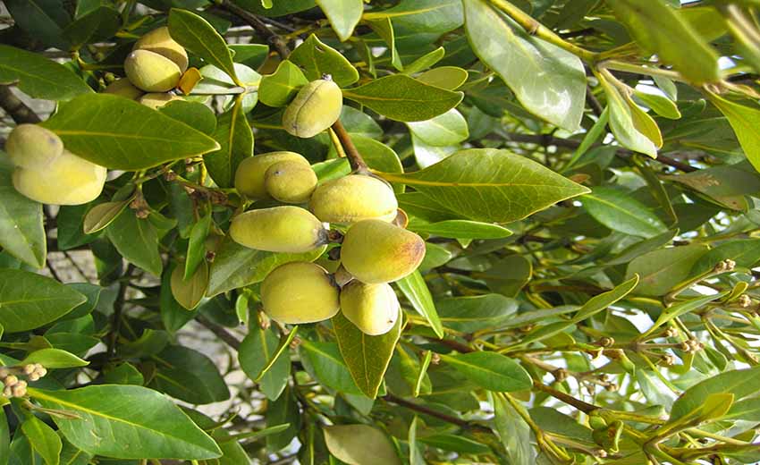 میوه درختان حرا