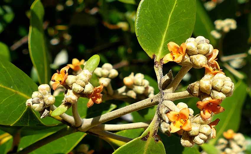 گل های درختان حرا