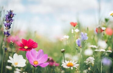بهار کجا سفر کنیم؟