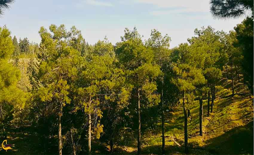 پارک جنگلی خرگوش دره