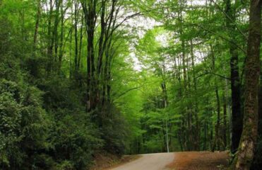 جنگل لفور مازندران، رویایی زنده در ایران