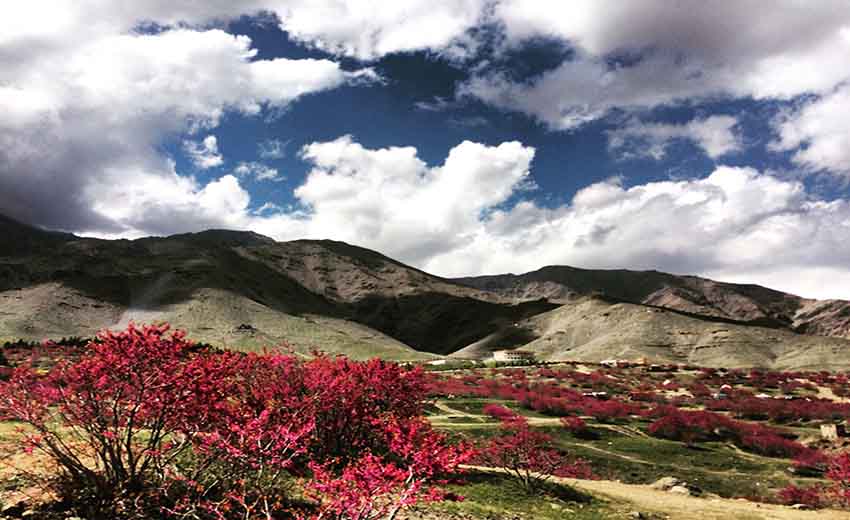 تصویری از دره ارغوان مشهد
