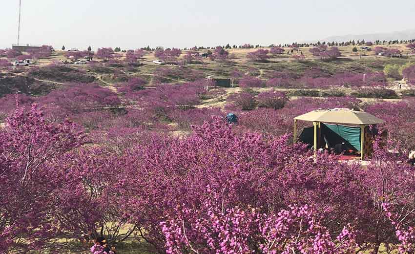 دره ارغوان مشهد، سرزمینی بنفش در طرقبه