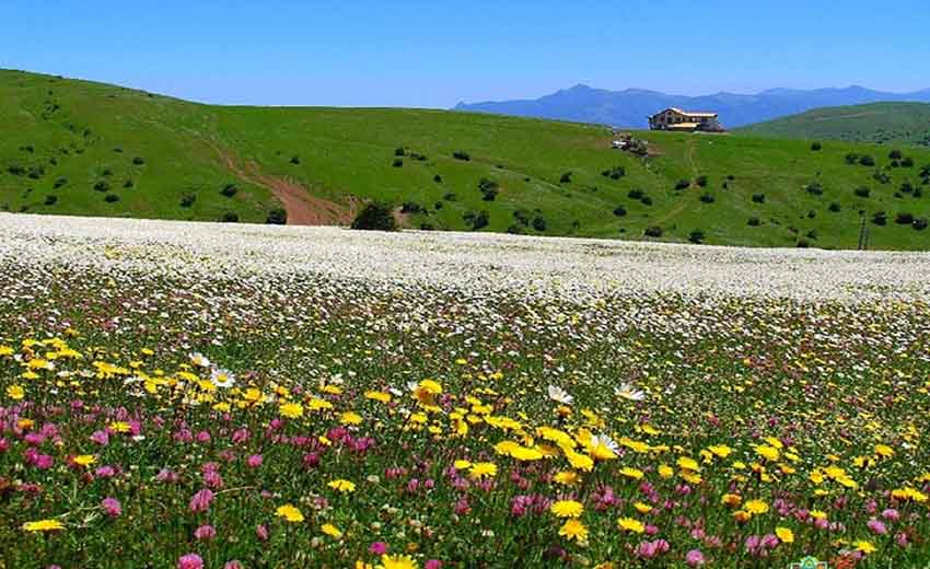نمایی از جنگل فندقلو اردبیل