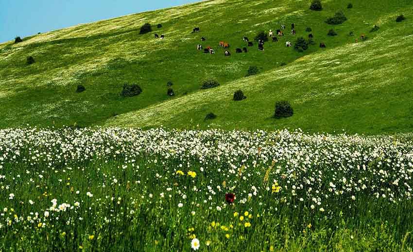 گل های بابونه فندقلو اردبیل