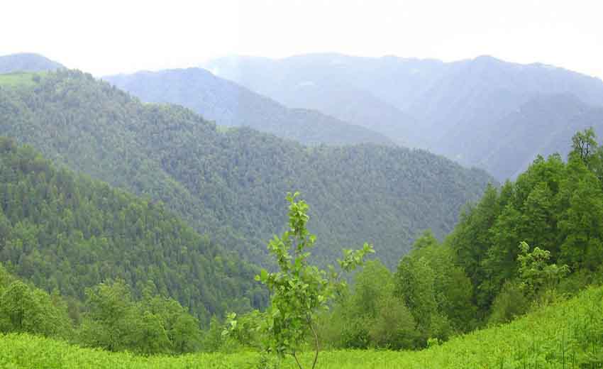 پارک جنگلی سیاهداران