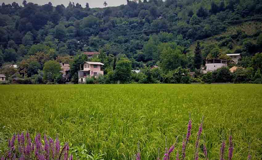 دشت ناز ساری