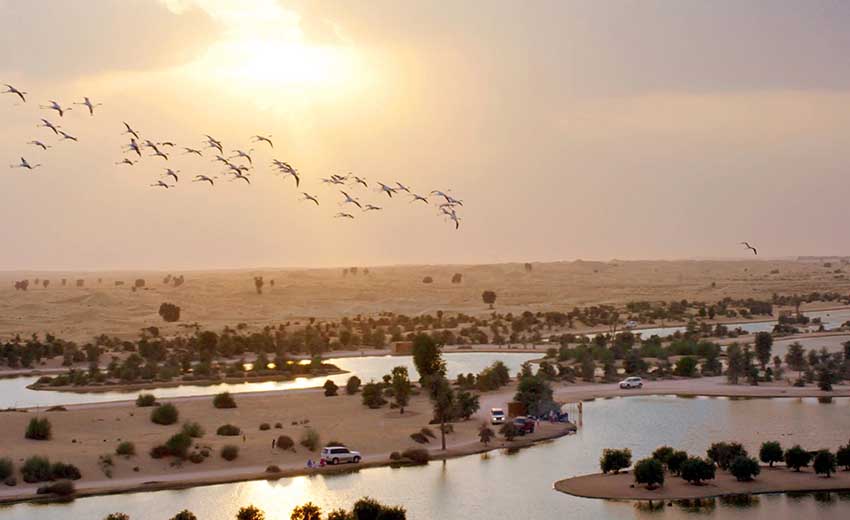 پرندگان در دریاچه عشق دبی