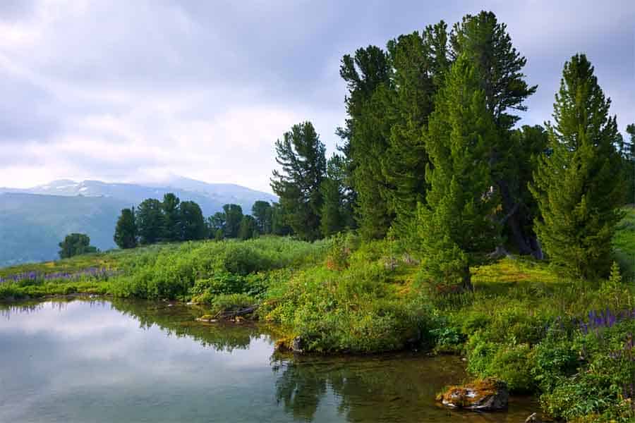 نمایی از طبیعت روسیه